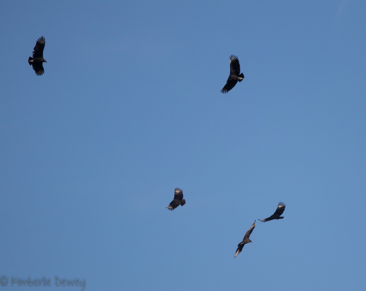 Black Vulture - Kimberlie Dewey