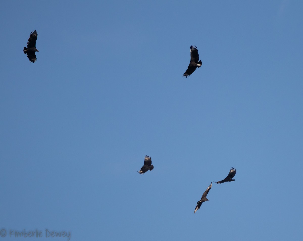 Black Vulture - ML121560831