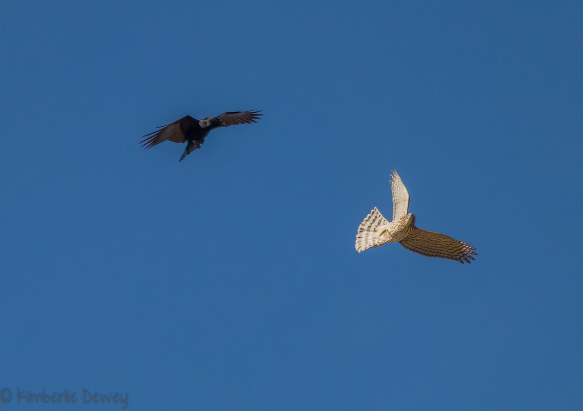 American Crow - ML121561131