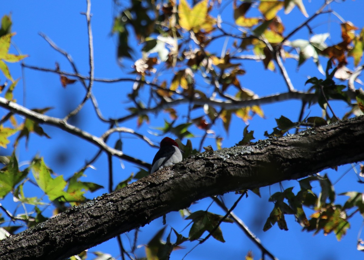 Red-headed Woodpecker - ML121561281