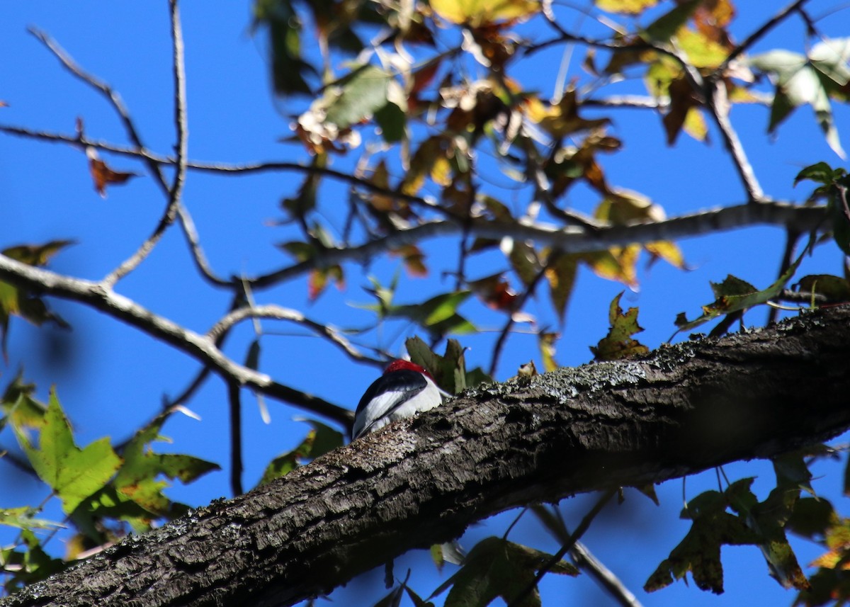 Pic à tête rouge - ML121561291