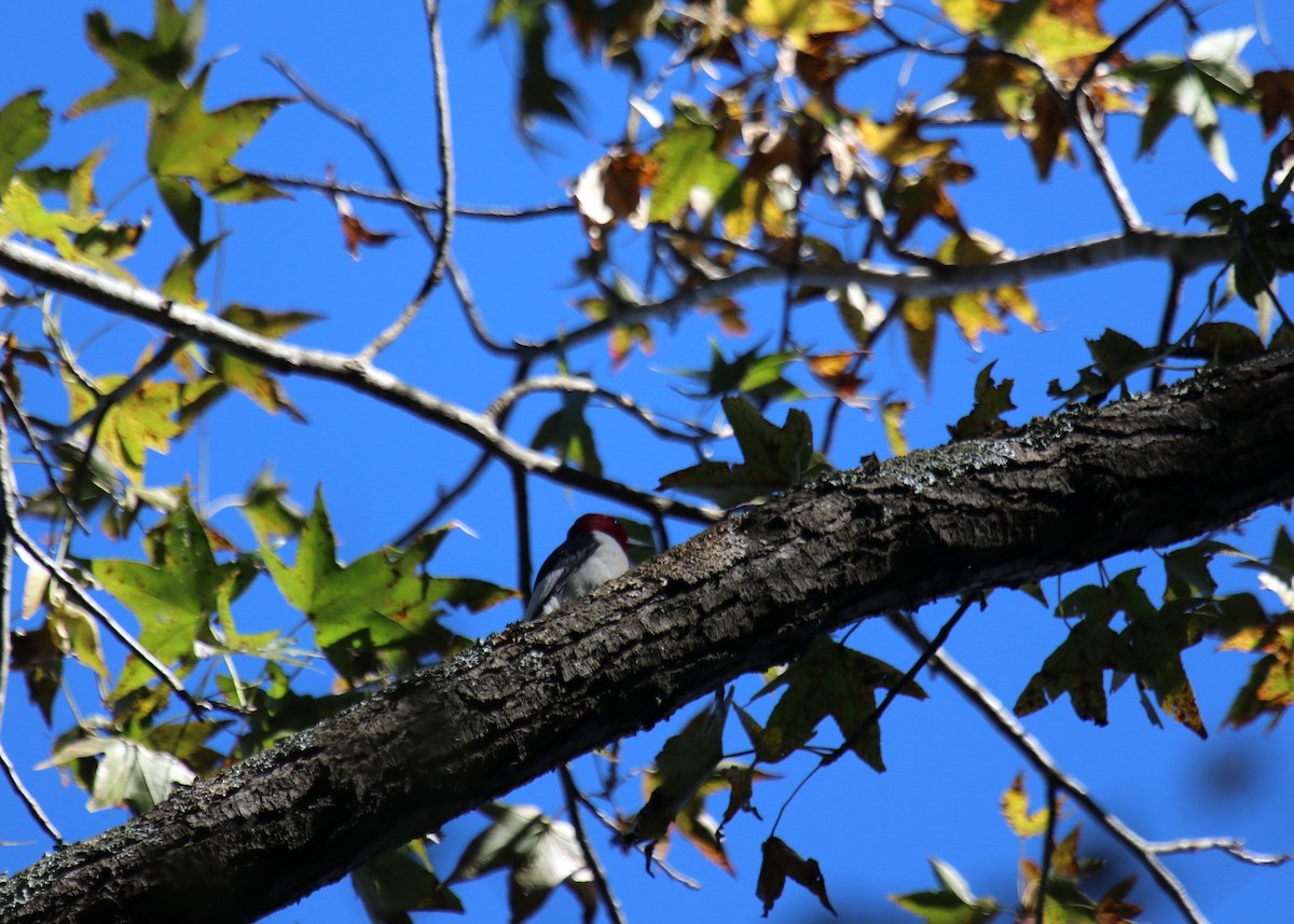 Red-headed Woodpecker - ML121561301