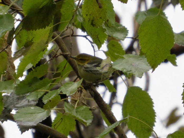 Grünmantel-Waldsänger - ML121561891