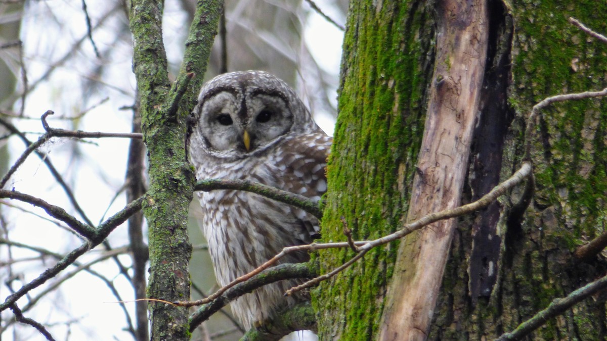 Barred Owl - Gilles Garant