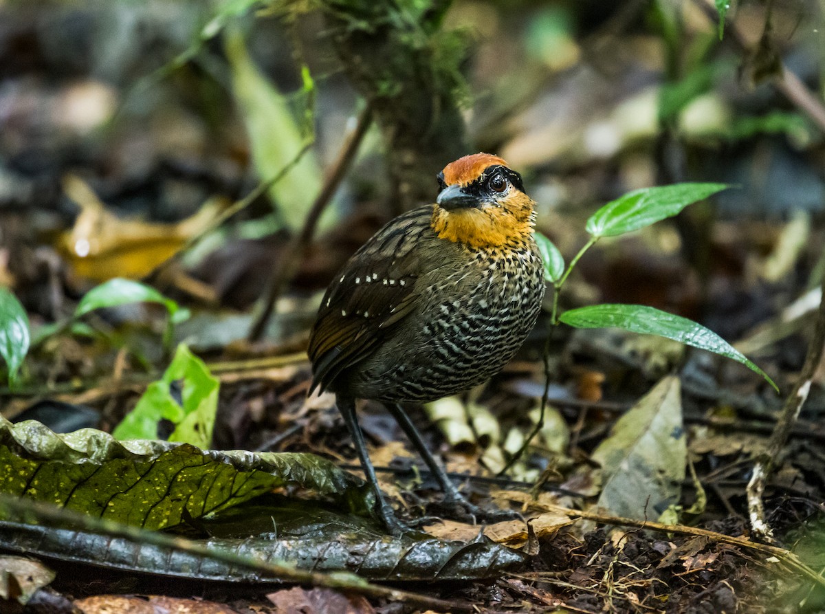 Rufous-crowned Antpitta - ML121563341