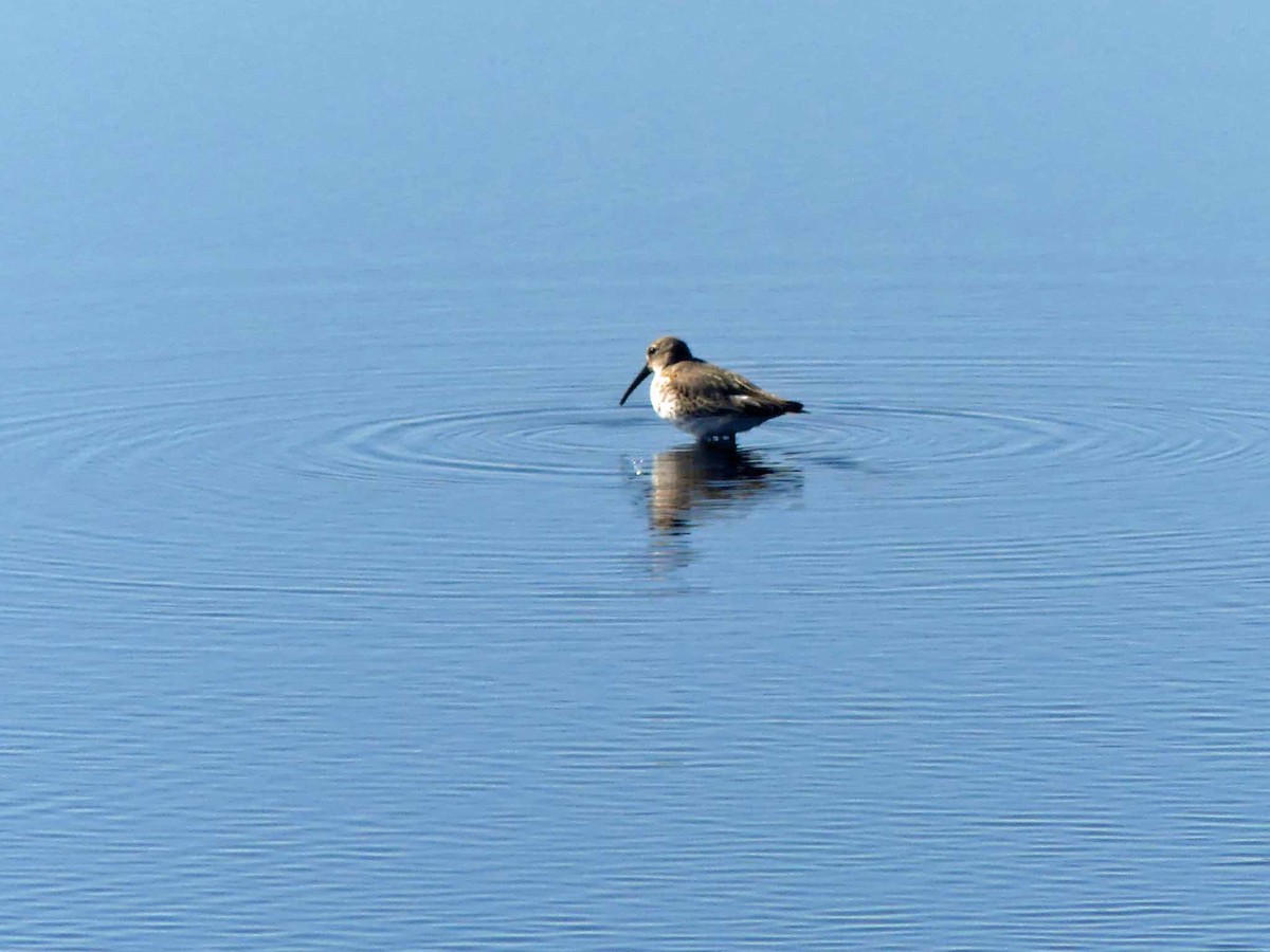 Dunlin - ML121564061