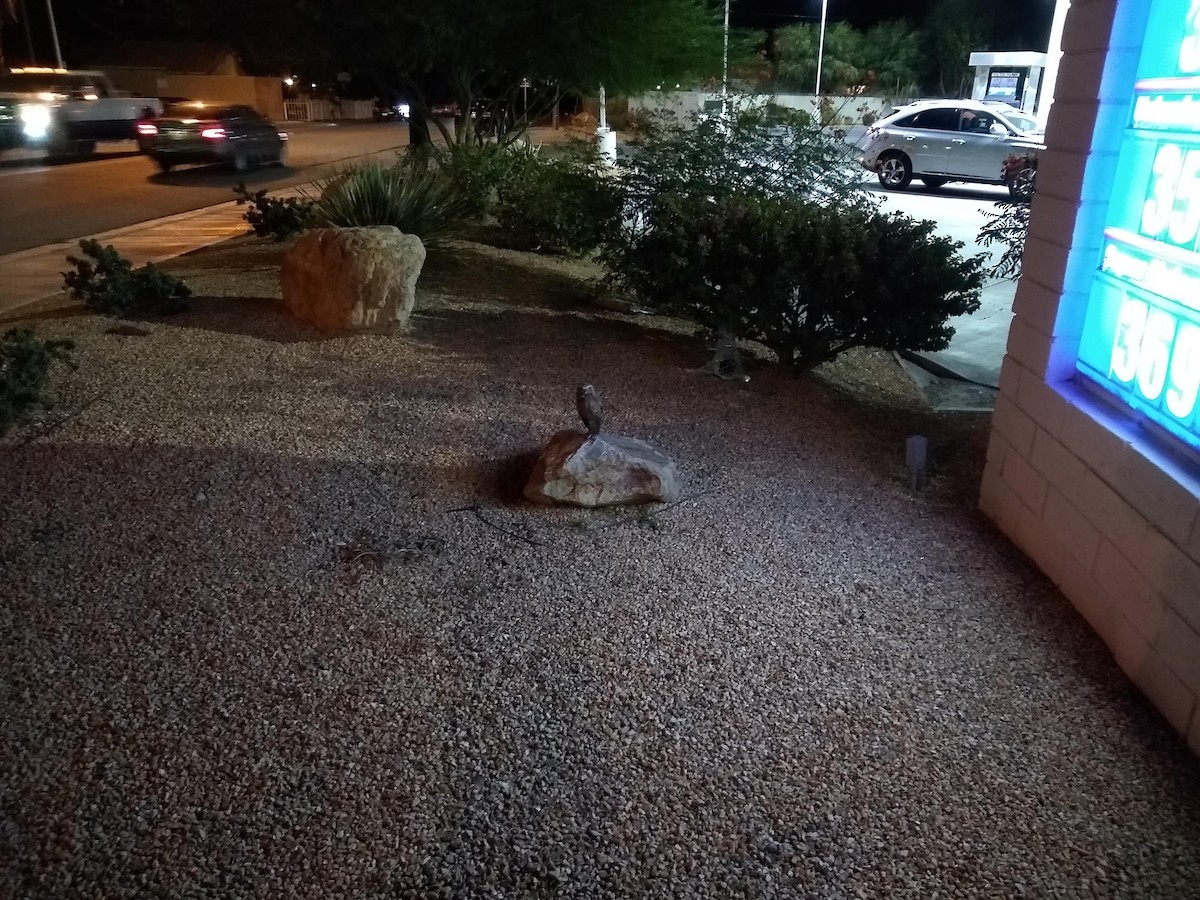 Burrowing Owl - ML121565291