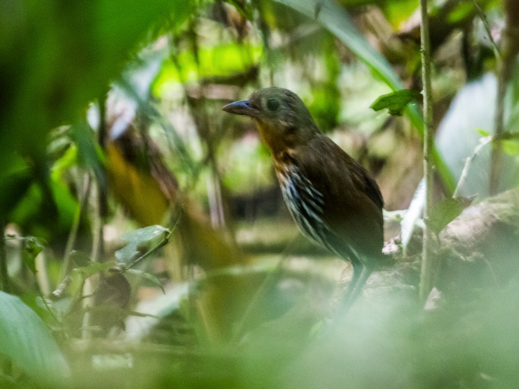 Ochre-striped Antpitta - ML121565771