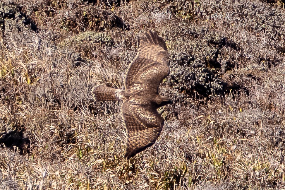 Red-tailed Hawk - ML121567301