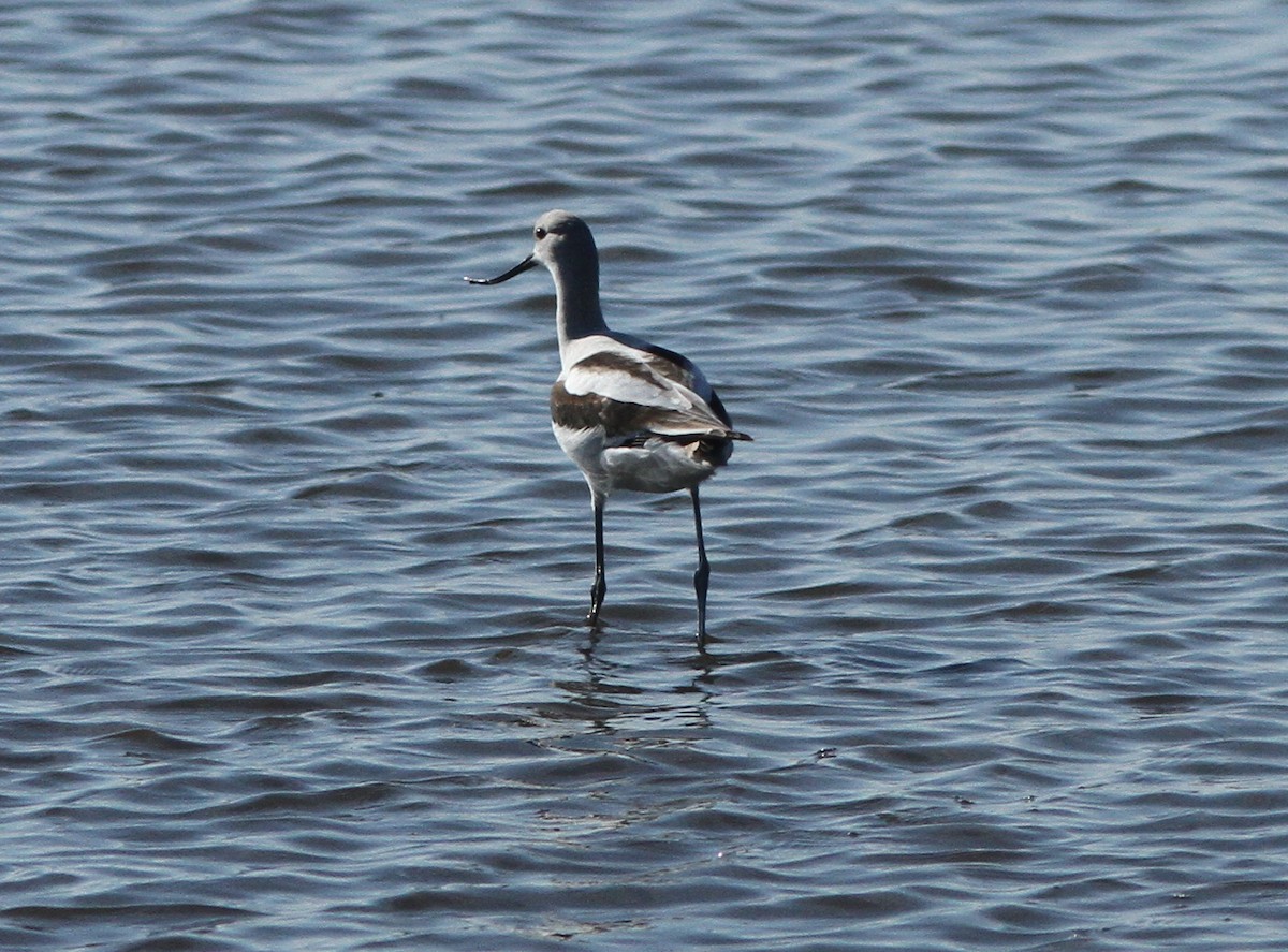 Avocette d'Amérique - ML121567881