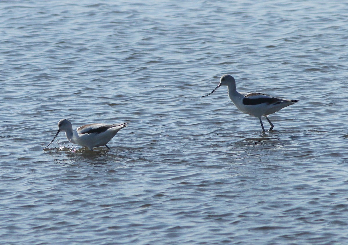 Avocette d'Amérique - ML121567891