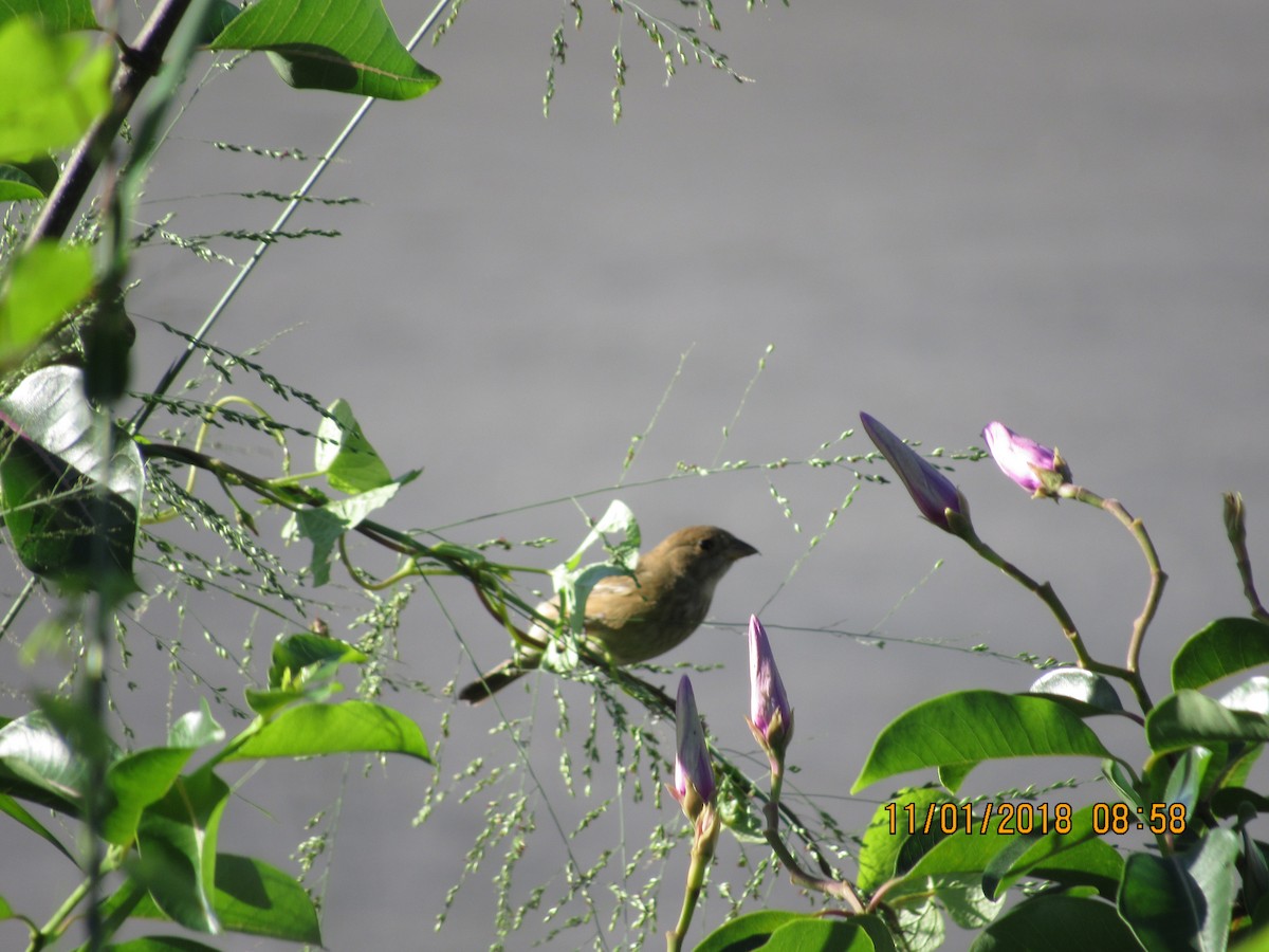 Indigo Bunting - Vivian F. Moultrie