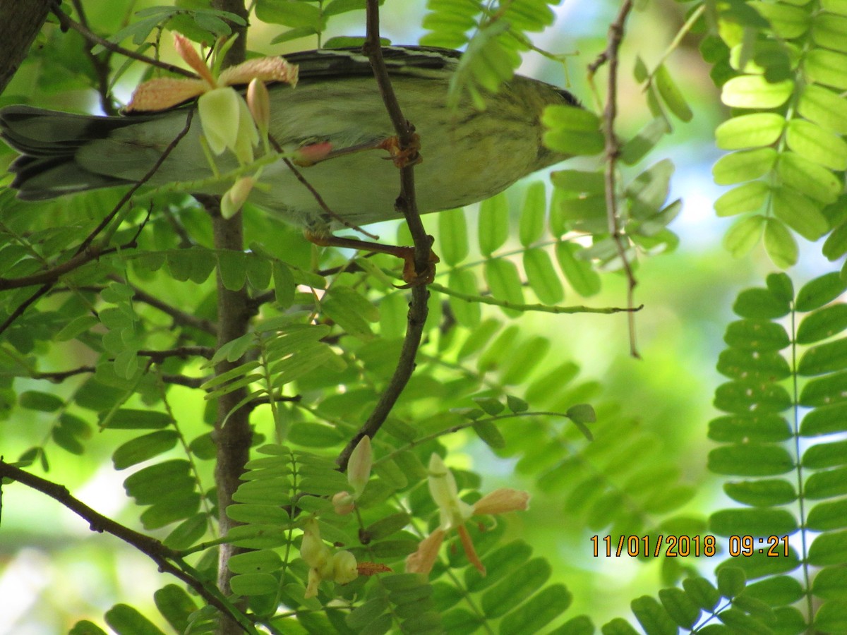 Blackpoll Warbler - Vivian F. Moultrie