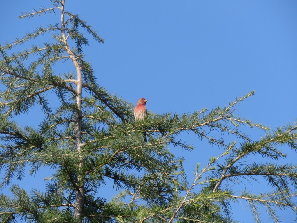 House Finch - ML121574181