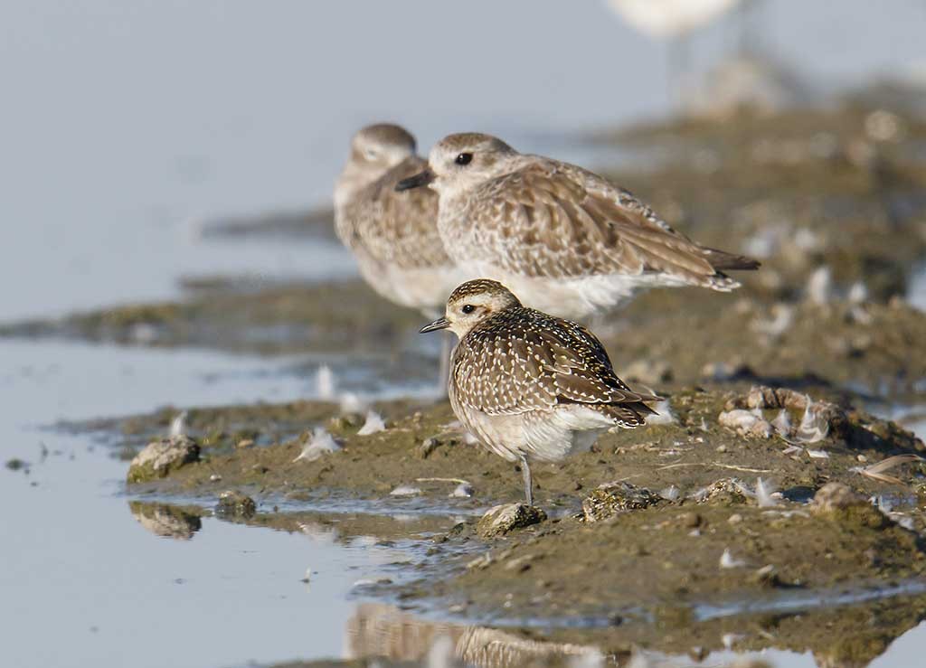 American Golden-Plover - ML121575951