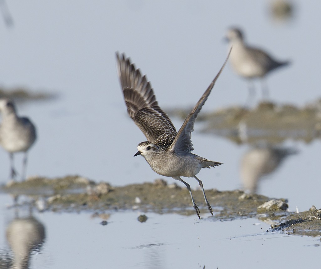 American Golden-Plover - ML121575981