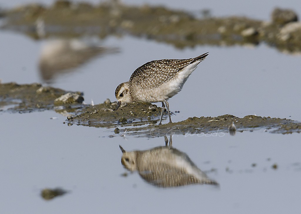 American Golden-Plover - Gary Woods