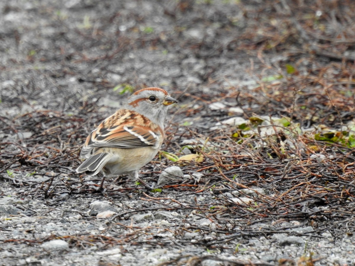 American Tree Sparrow - ML121576581