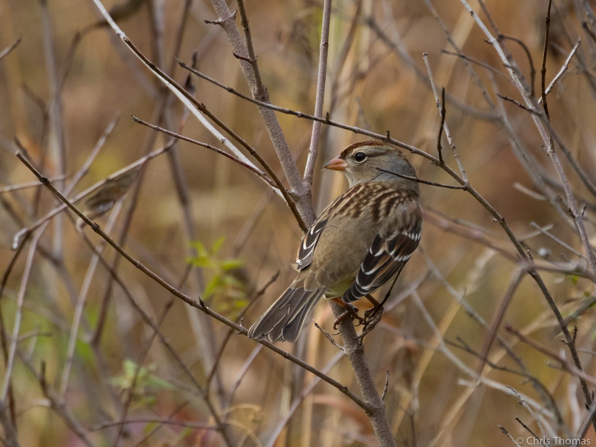 White-crowned Sparrow - ML121577471