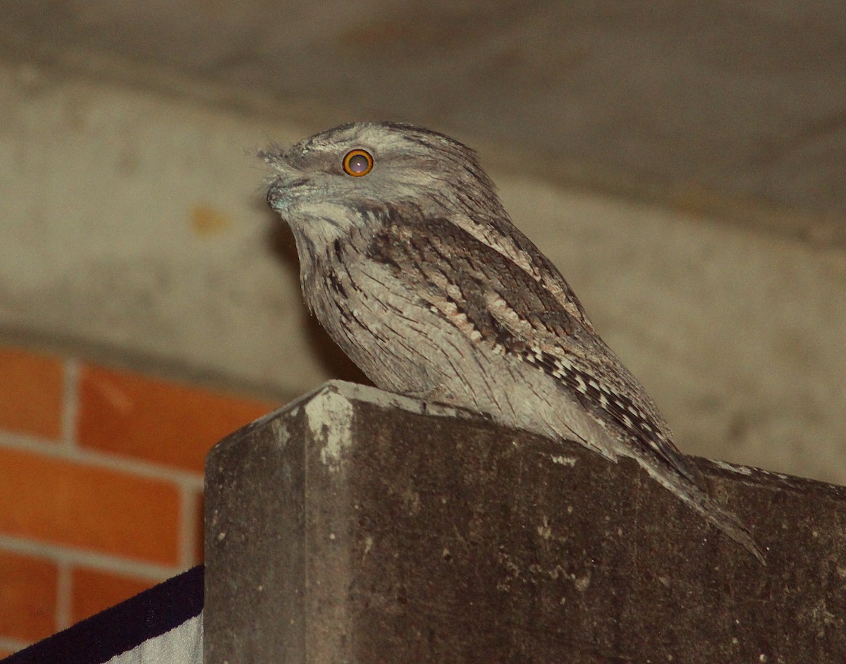 Tawny Frogmouth - ML121577491