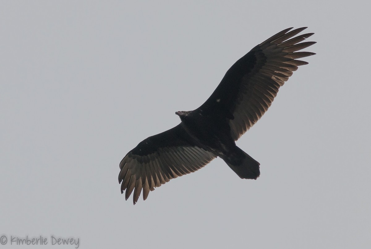 Turkey Vulture - ML121579151