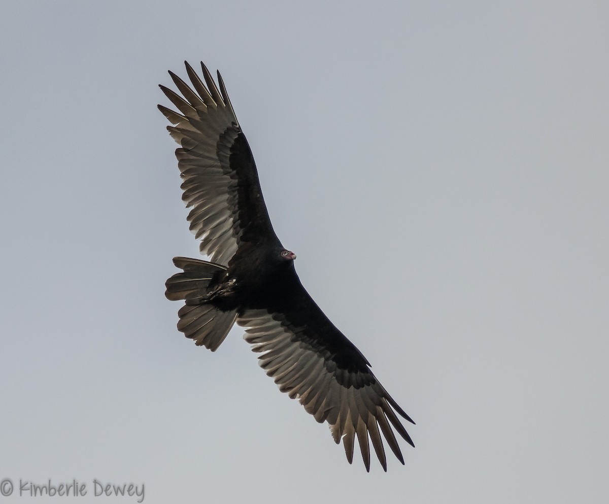Turkey Vulture - ML121579161
