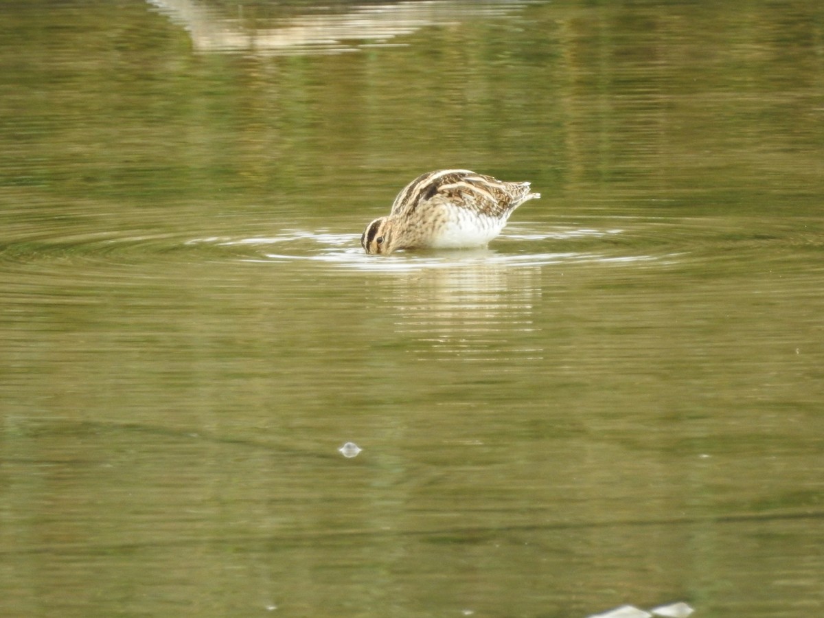 Common Snipe - ML121579861