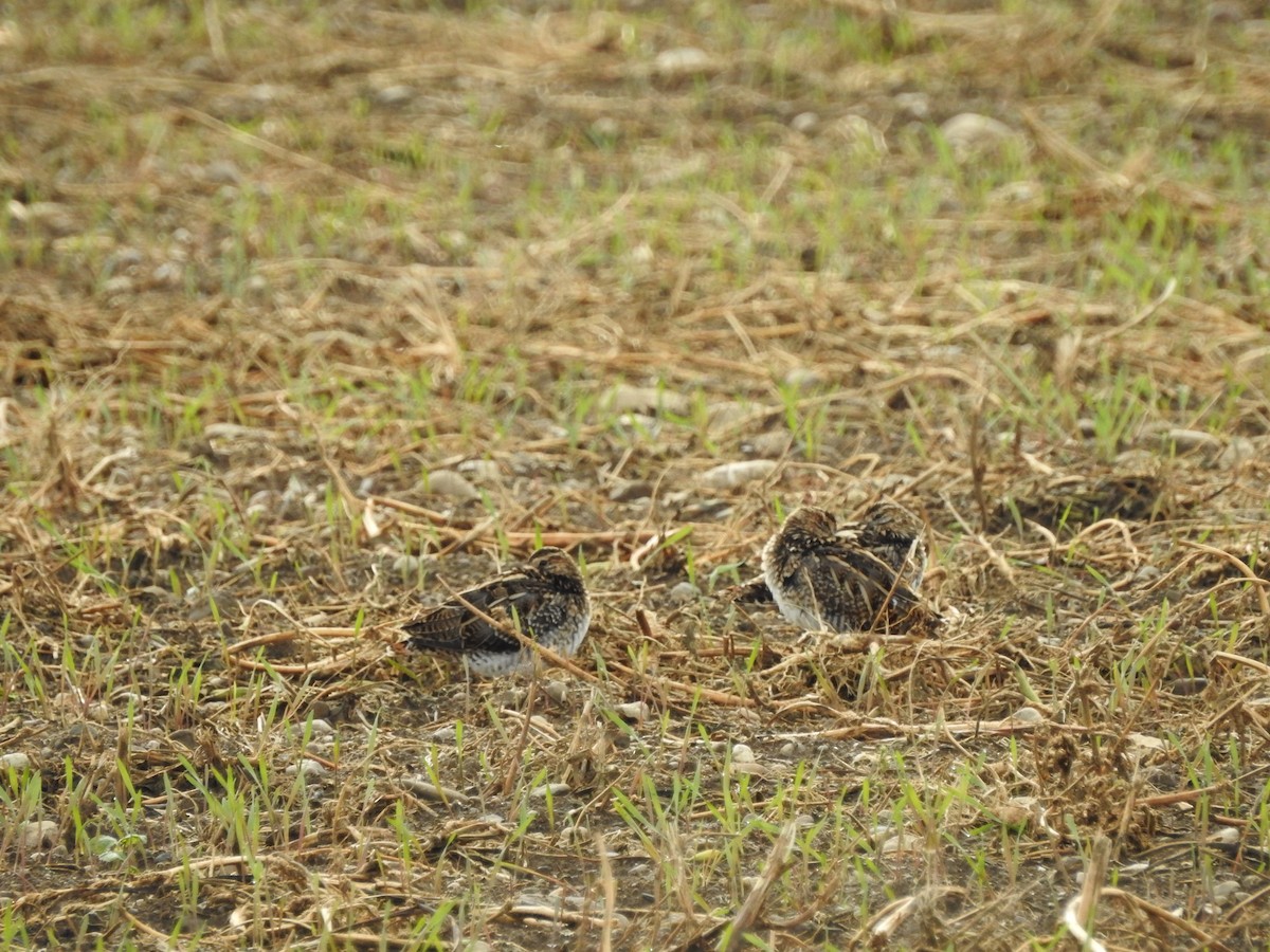 Common Snipe - ML121579881