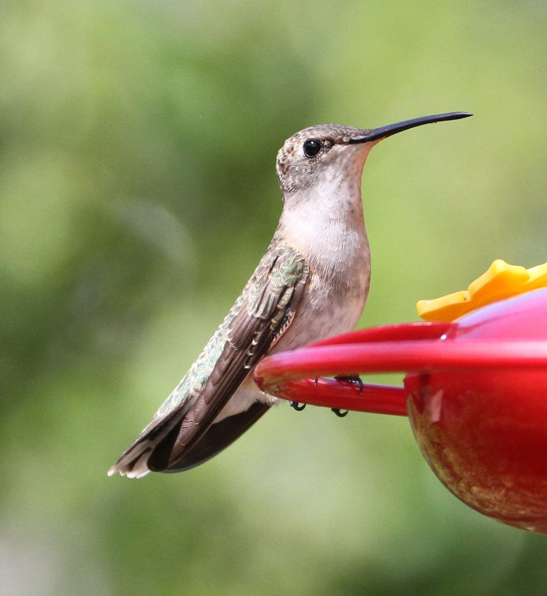 Colibrí Calíope - ML121580021