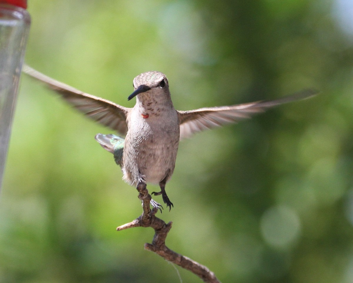 Colibrí Calíope - ML121580191