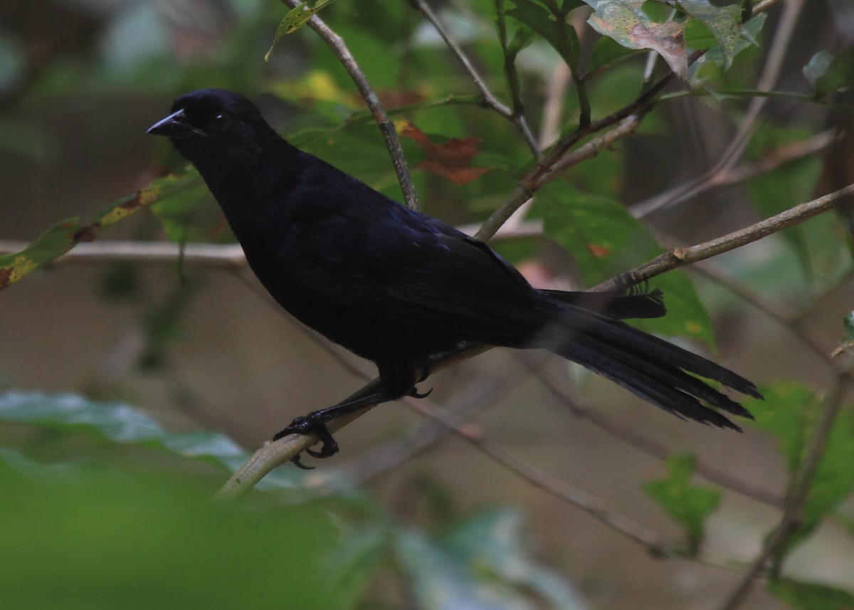 Velvet-fronted Grackle - Fabio Olmos
