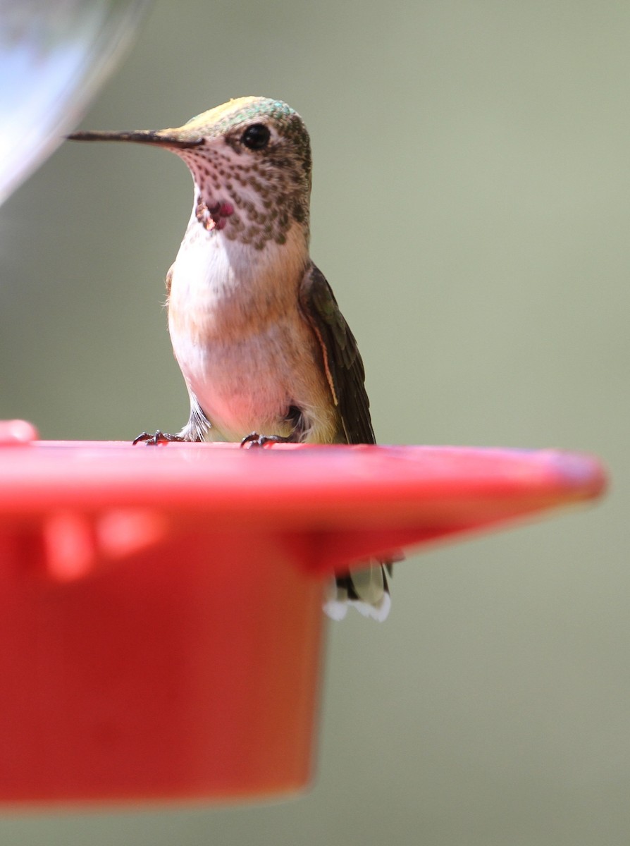 Anna's Hummingbird - Don Coons