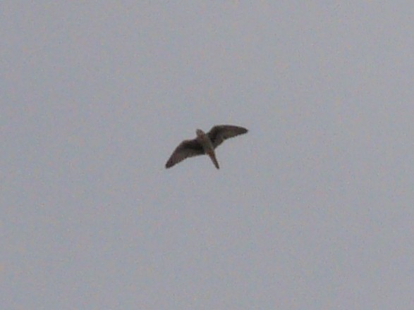 Prairie Falcon - ML121581791