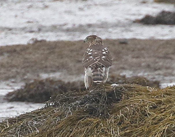 Cooper's Hawk - ML121582441