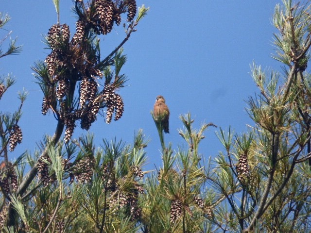 Red Crossbill - Vincent  Zollo