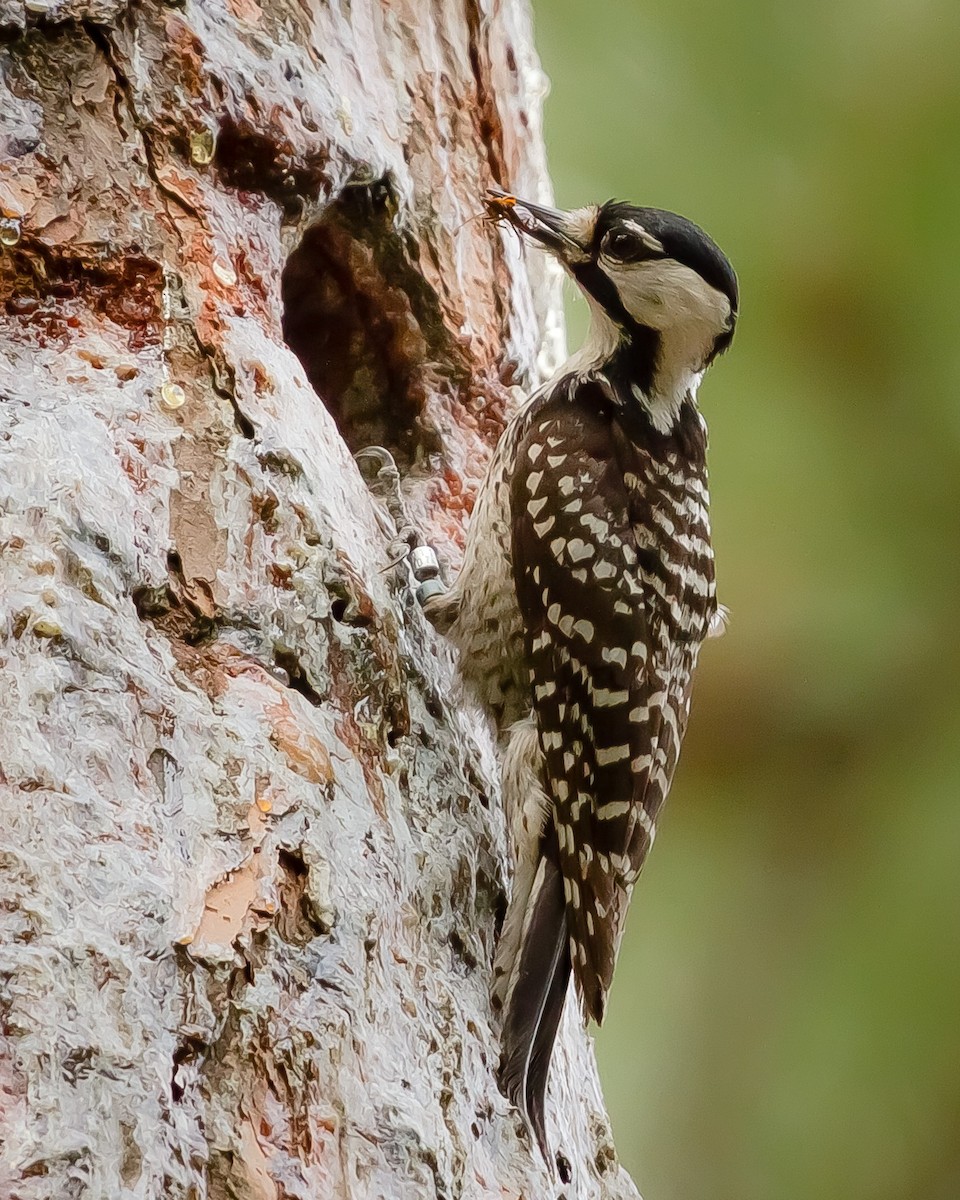 Red-cockaded Woodpecker - Dale Lambert