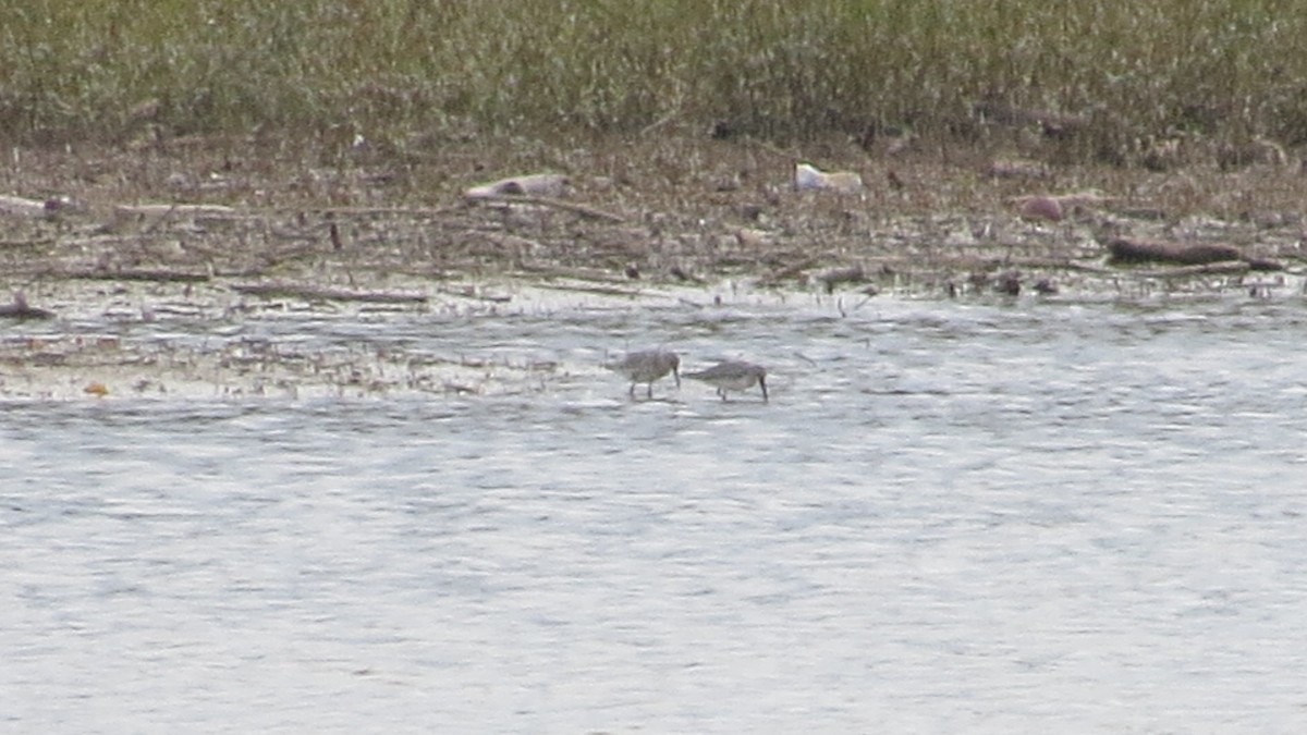 Dunlin - ML121584391