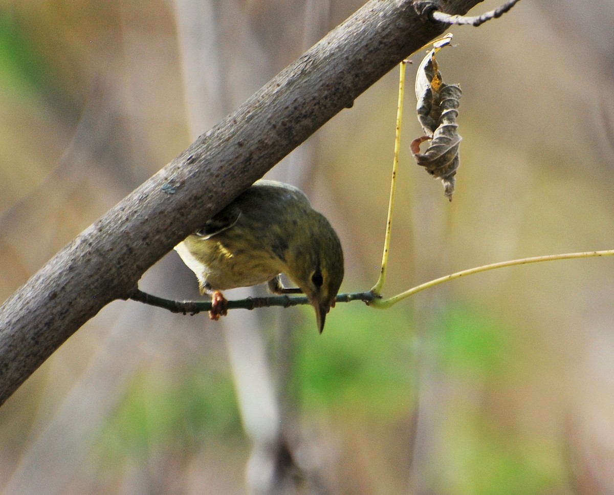 Blackpoll Warbler - ML121587061