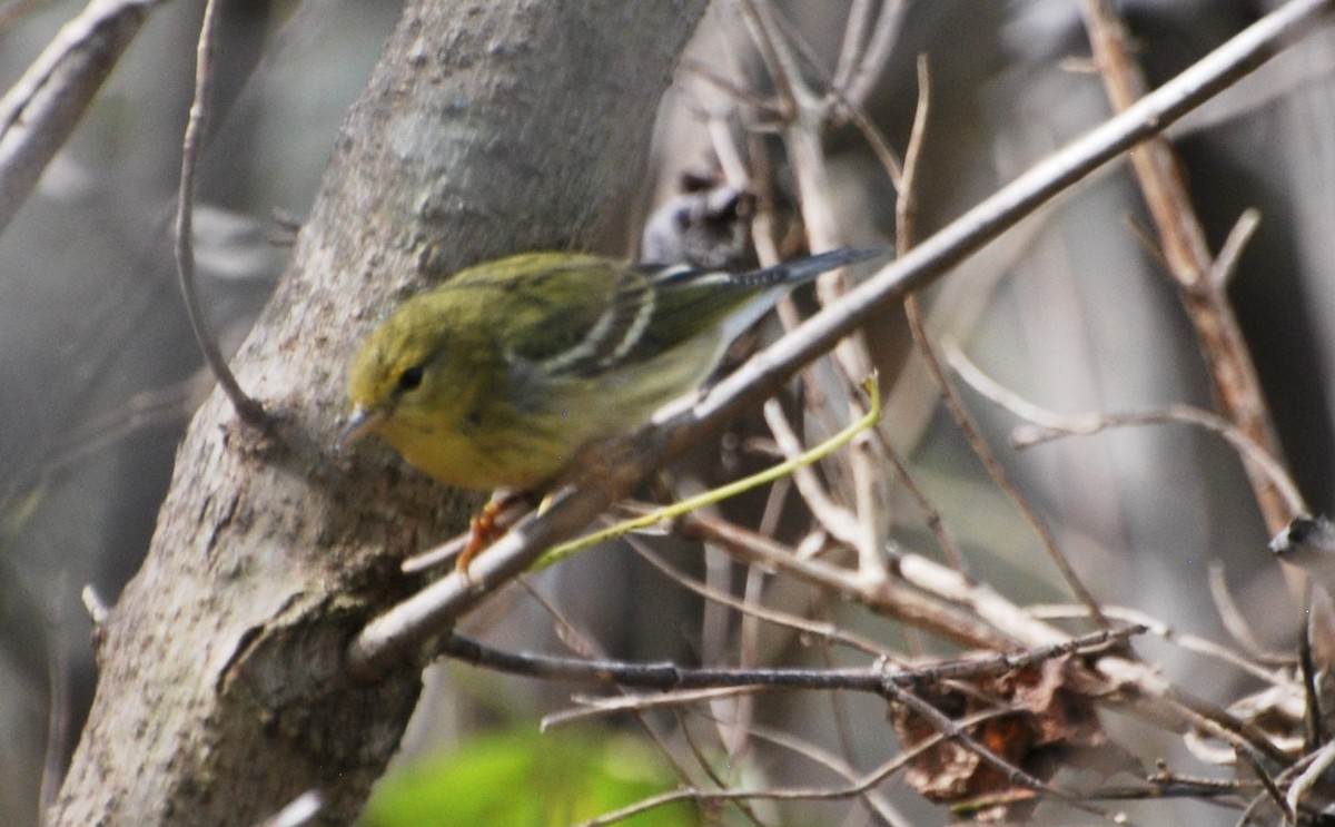 Blackpoll Warbler - ML121588181