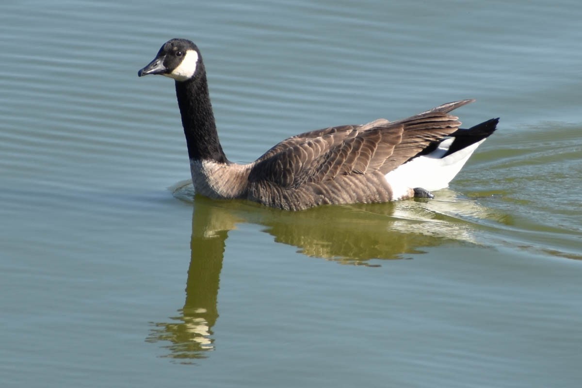 Canada Goose - Libby Patten