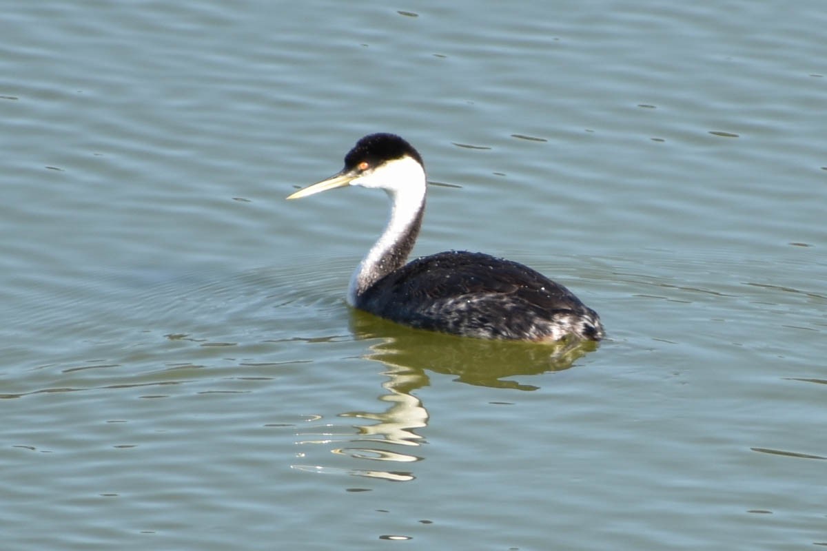 Western Grebe - ML121588391