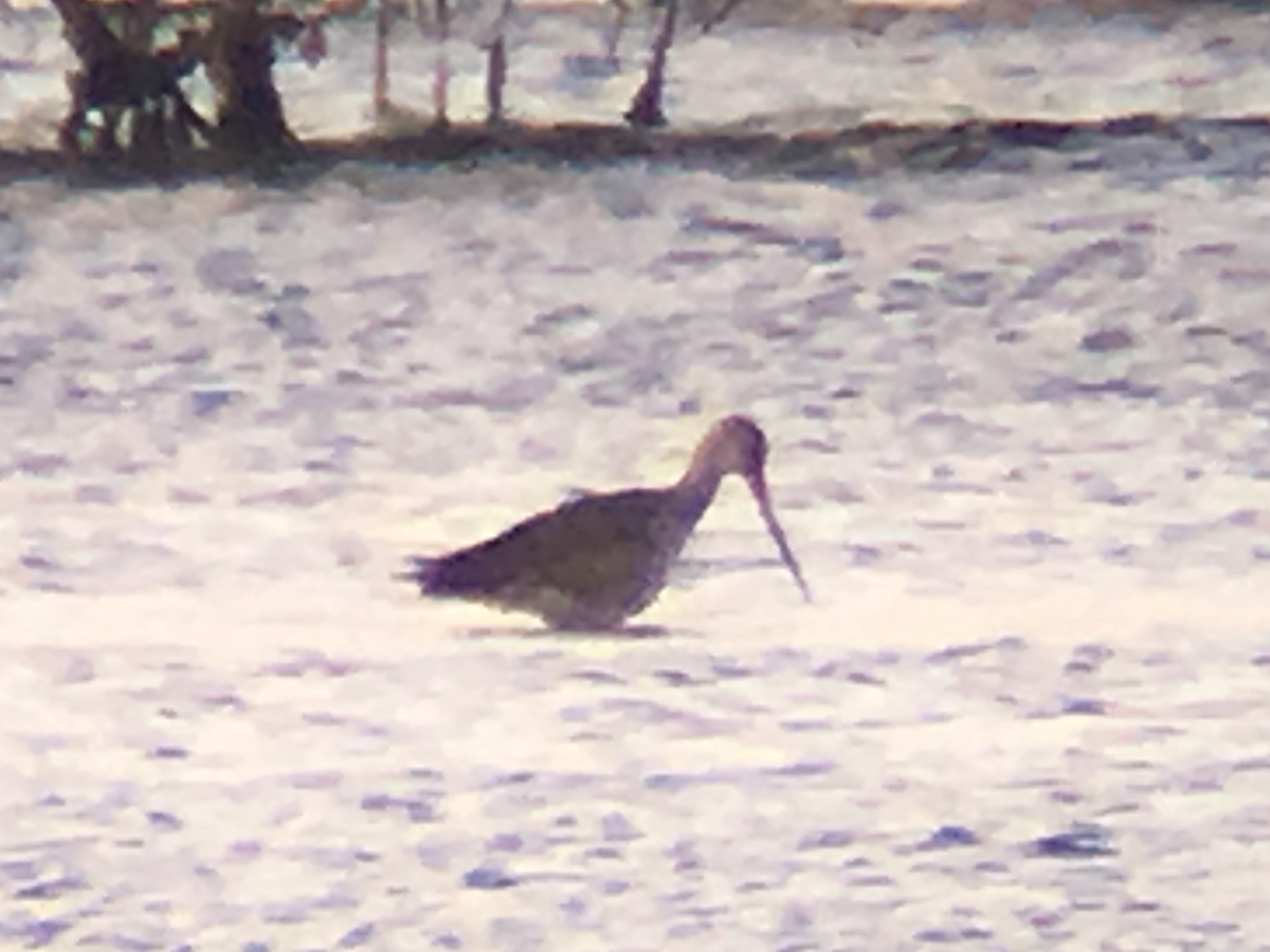 Hudsonian Godwit - ML121588991
