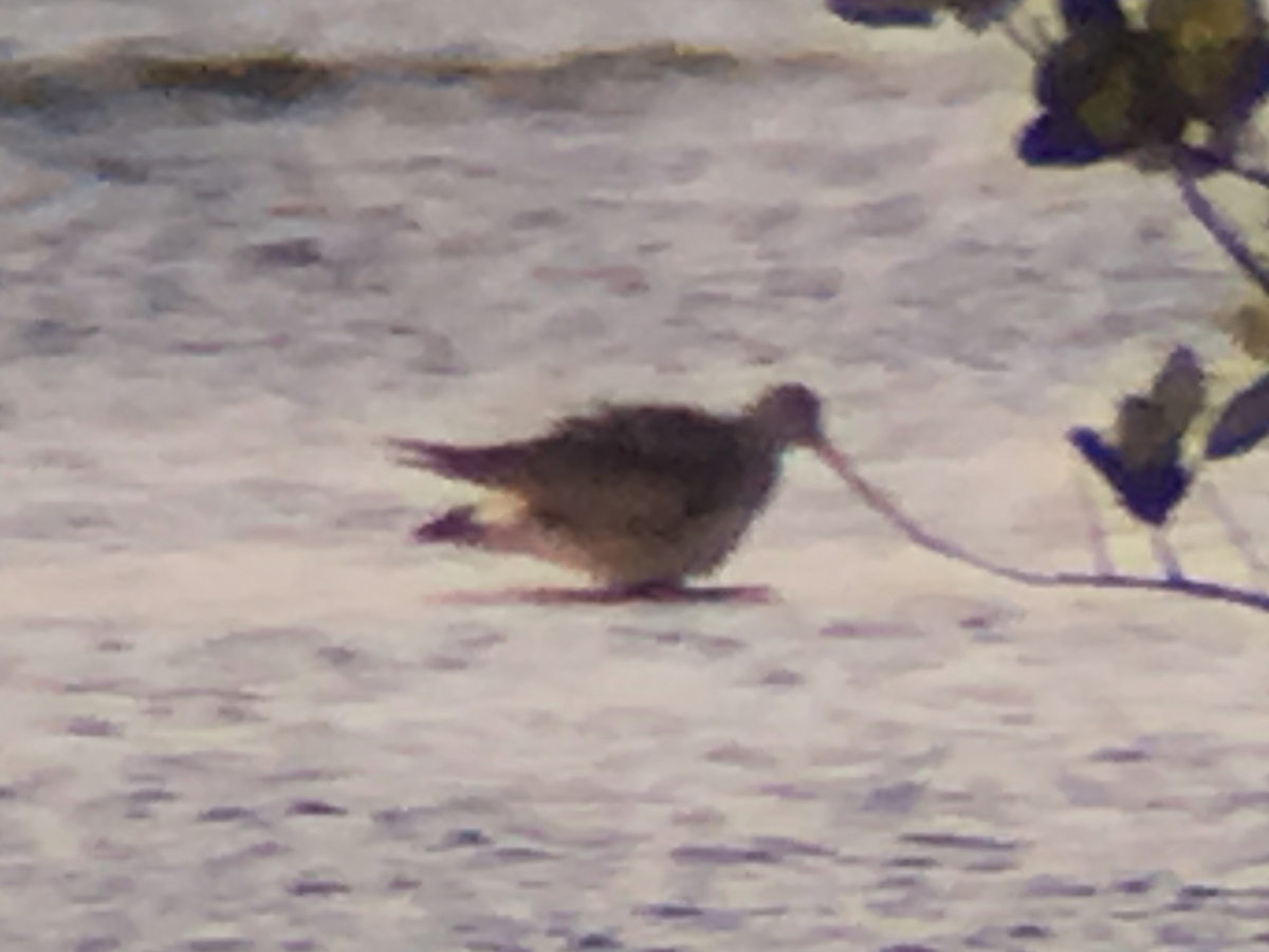 Hudsonian Godwit - ML121589001