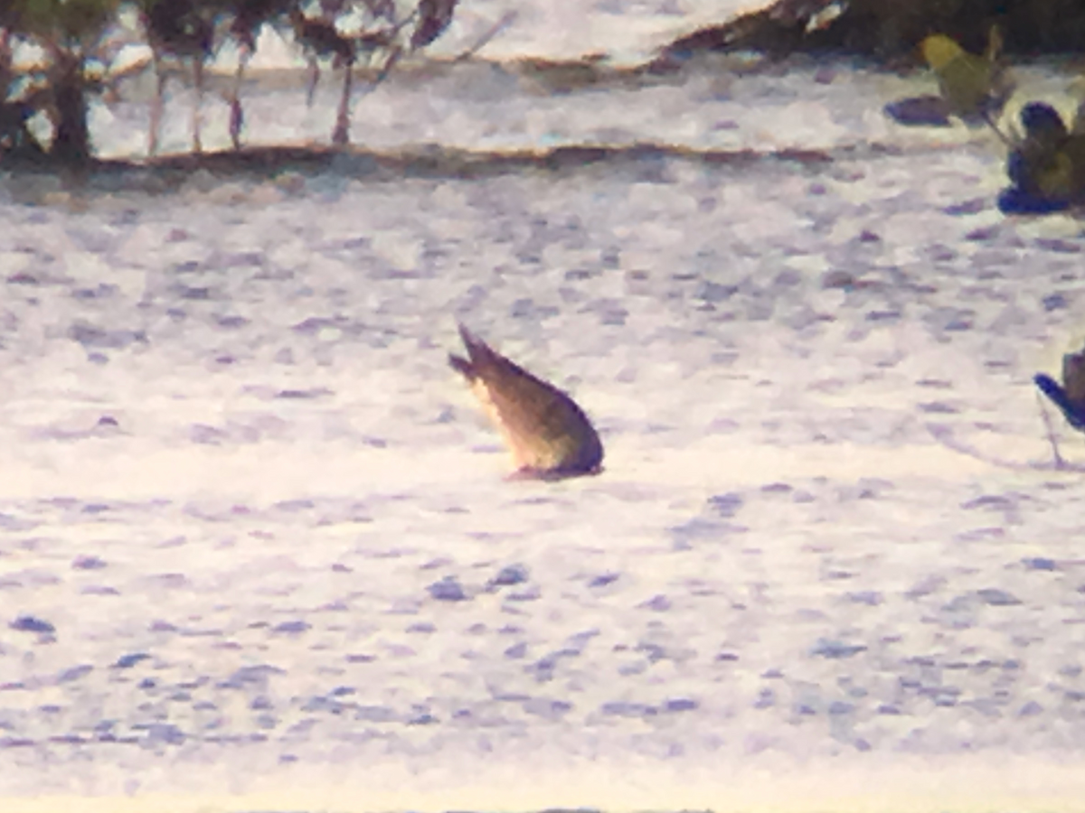 Hudsonian Godwit - ML121589011