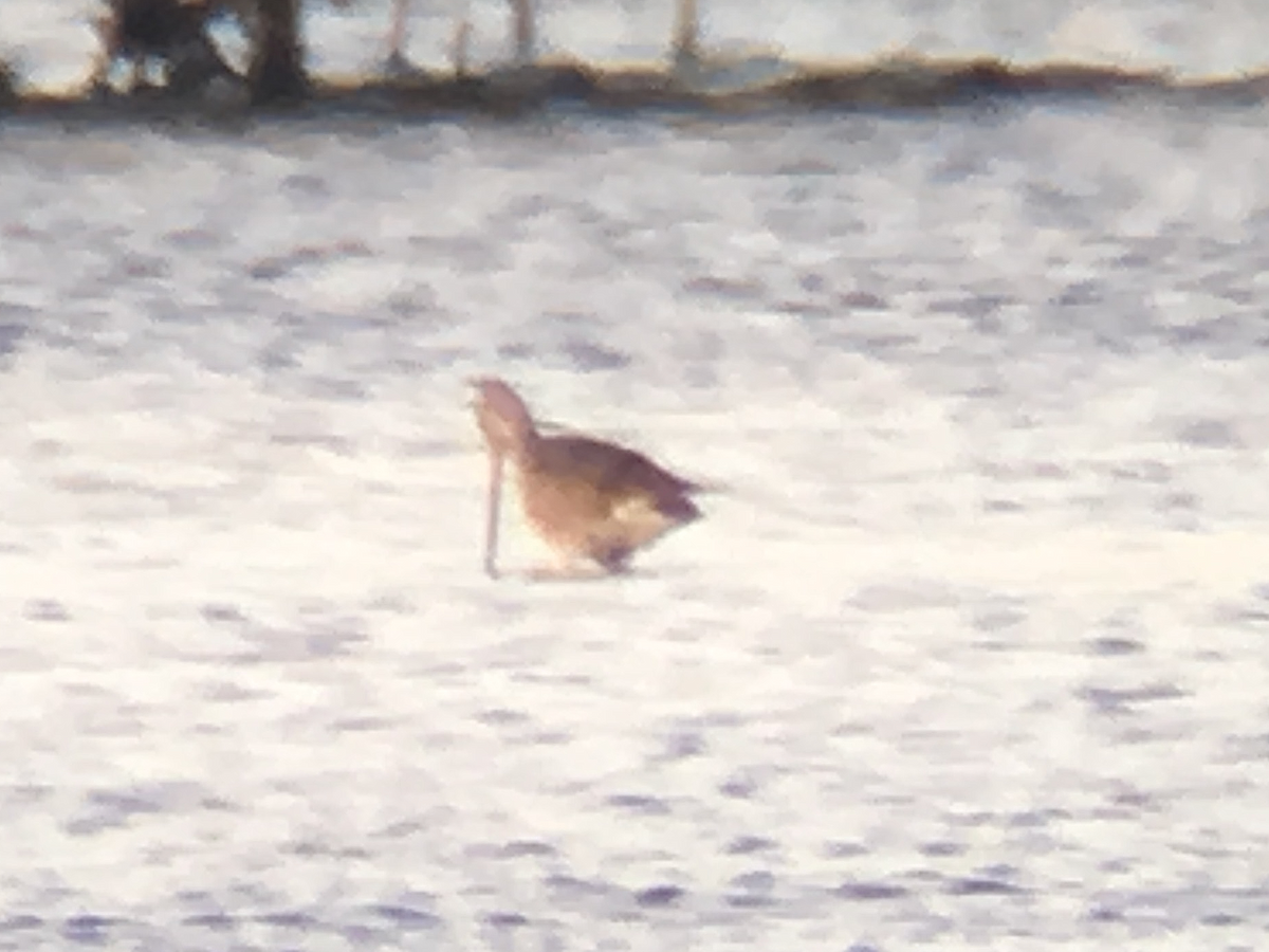 Hudsonian Godwit - ML121589021
