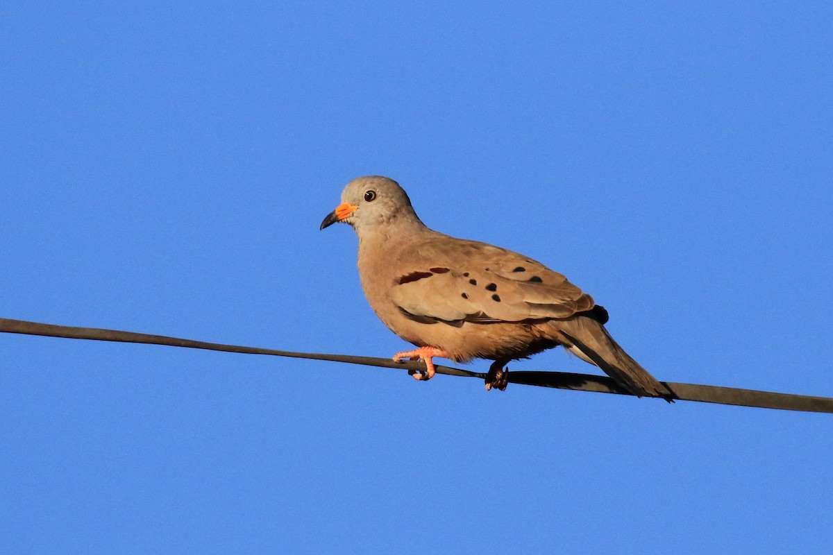 Croaking Ground Dove - Denis Tétreault