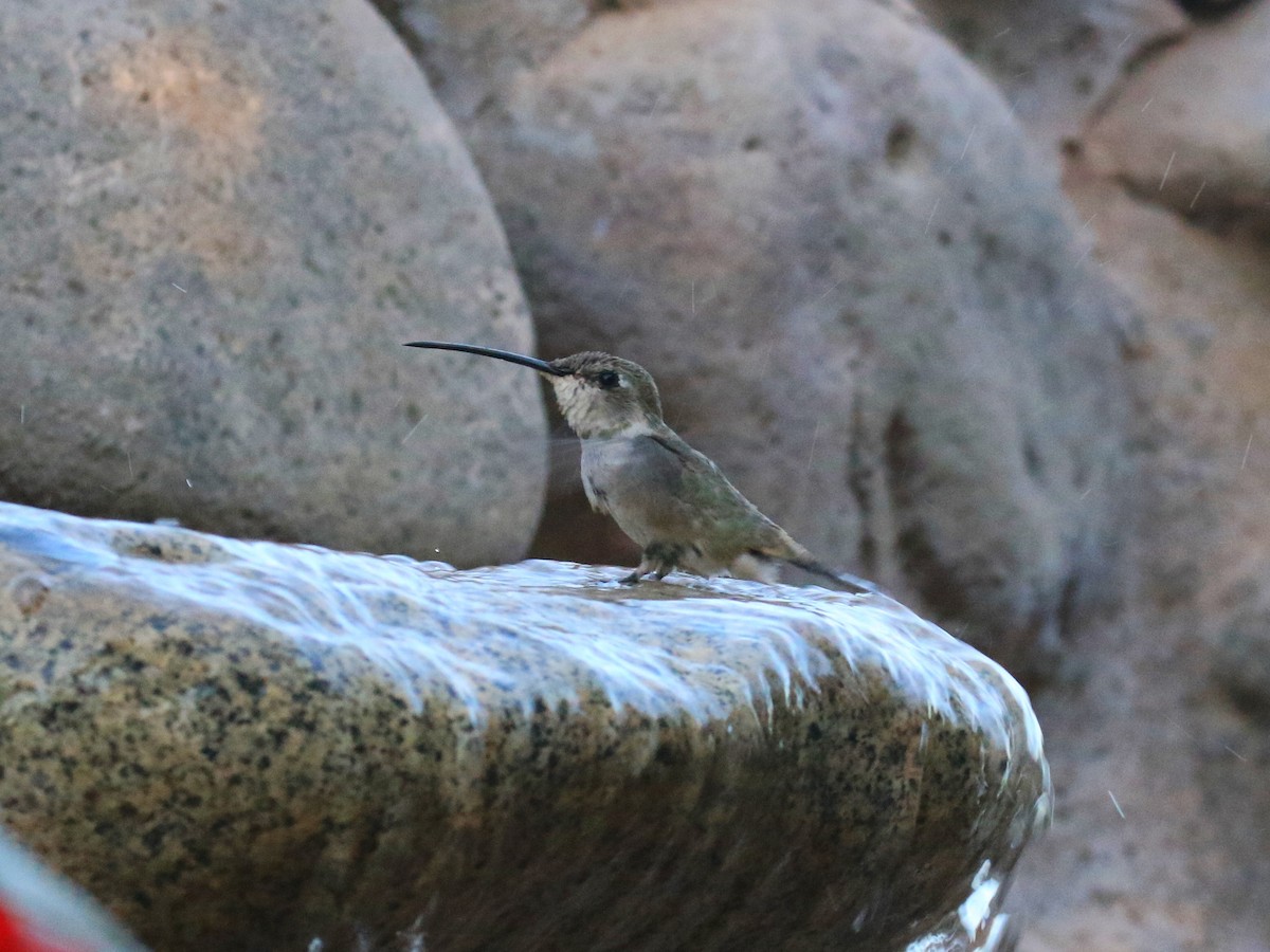 Colibrí del Atacama - ML121592361