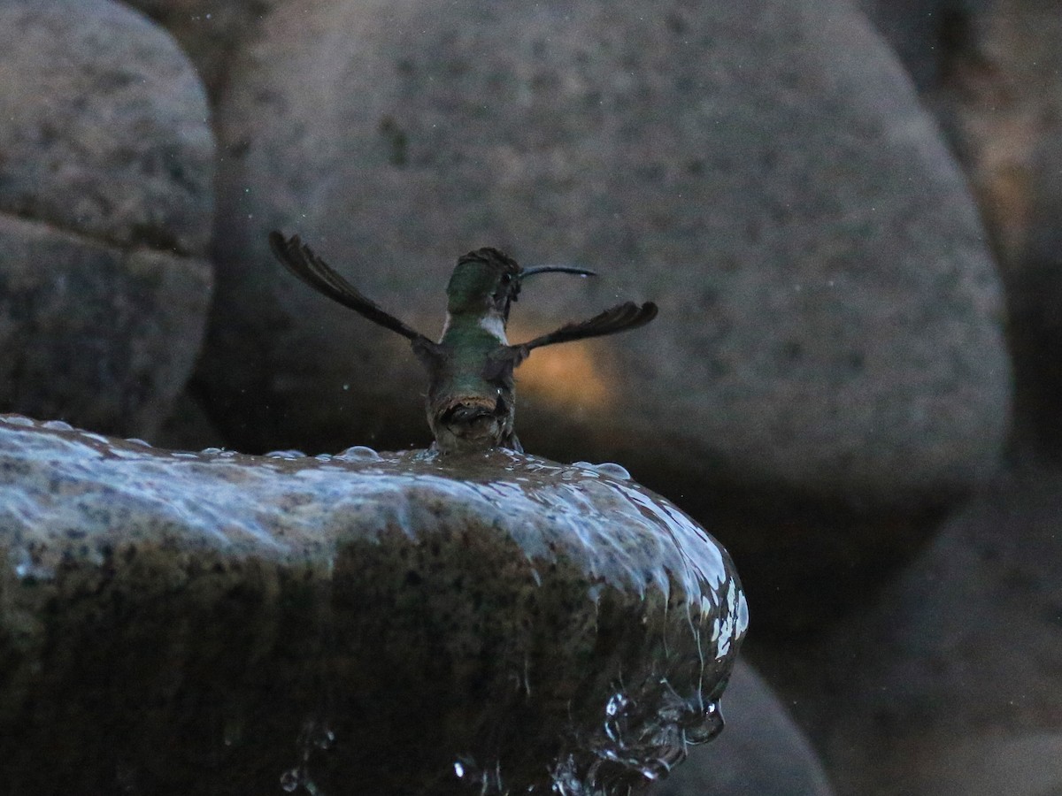 Oasis Hummingbird - Denis Tétreault