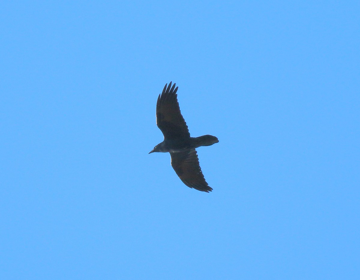 krkavec velký - ML121592491