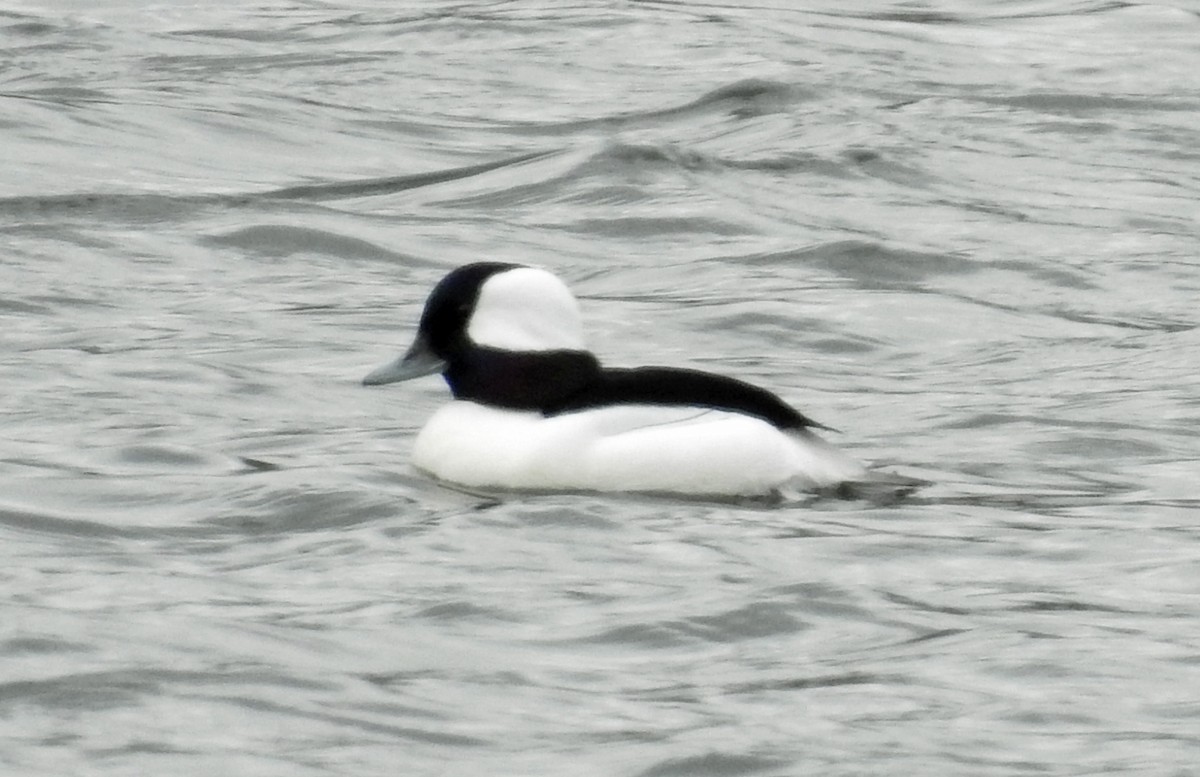 Bufflehead - Jim Scott